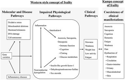 Clinical Practice Guidelines and Evidence for the Efficacy of Traditional Japanese Herbal Medicine (Kampo) in Treating Geriatric Patients